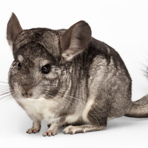 Les diarrhées chez le chinchilla.