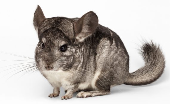 Les diarrhées chez le chinchilla.
