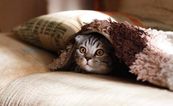 chat caché sous le plaid