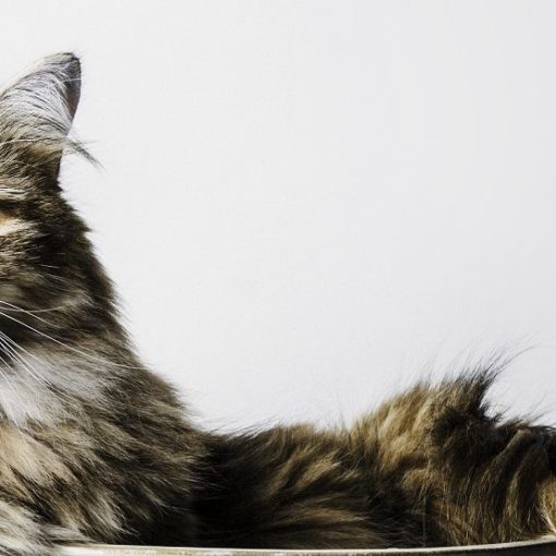 Mon chat a des pellicules