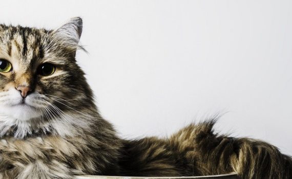 Mon chat a des pellicules
