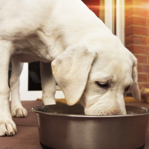 L'alimentation du chien insuffisant rénal.