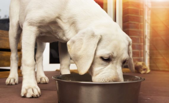 L'alimentation du chien insuffisant rénal.