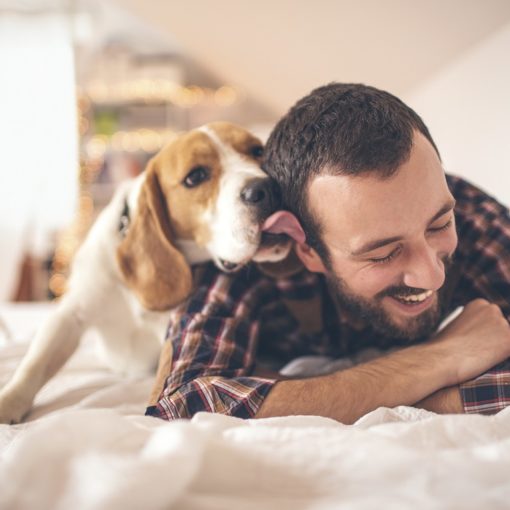 Salive des chiens et des chats : risques et bactérie