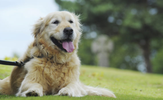 Mon chien sent mauvais, pourquoi ?