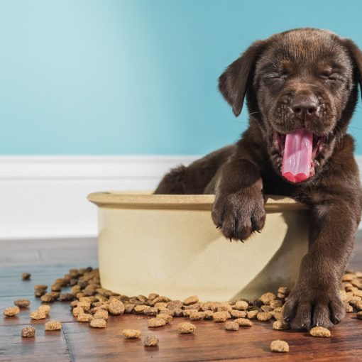 La giardiose chez le chien