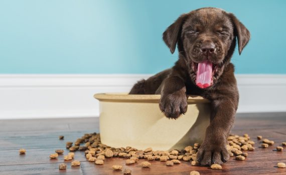 La giardiose chez le chien