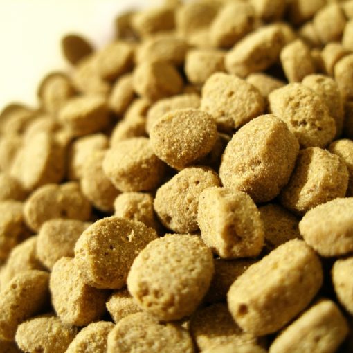 Insectes en alimentation animale