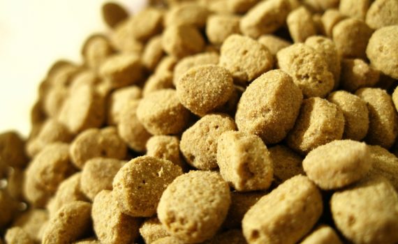 Insectes en alimentation animale