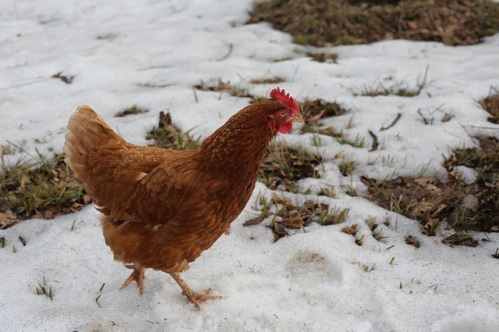 Prendre soin de mes poules en hiver