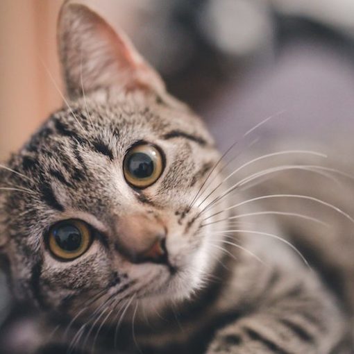 Chat jaloux