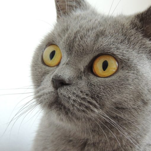 Comment voient les animaux ?