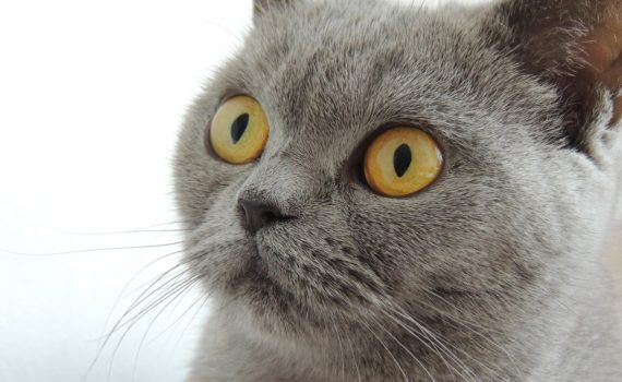 Comment voient les animaux ?
