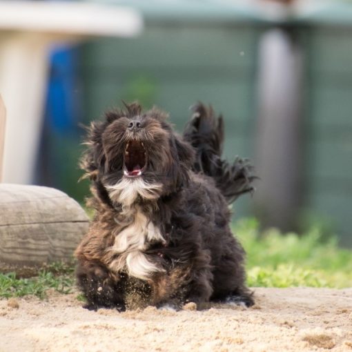 Collier anti-aboiement pour chien : pour ou contre ?