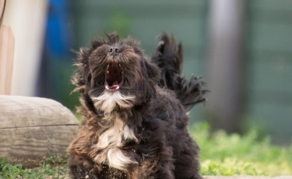 Collier anti-aboiement pour chien : pour ou contre ?