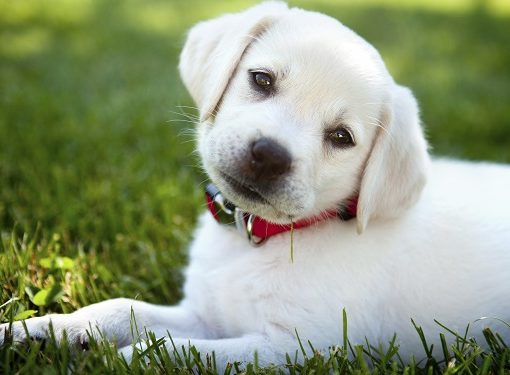 Peut-on donner du paracétamol à son chien ?