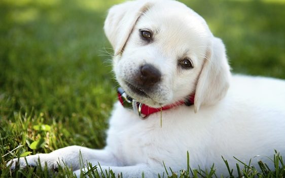 Peut-on donner du paracétamol à son chien ?