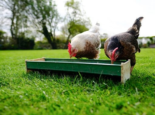 Peut-on donner du pain, des tomates et de la viande aux poules ?