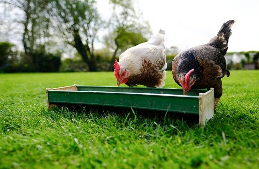 Peut-on donner du pain, des tomates et de la viande aux poules ?