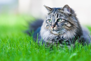 Peut-on donner du thon à un chat ?
