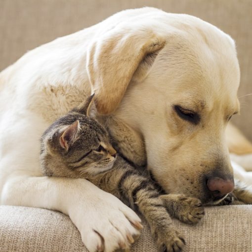 Les croquettes pour chien sont-elles bonnes pour les chats ?