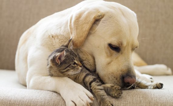 Les croquettes pour chien sont-elles bonnes pour les chats ?
