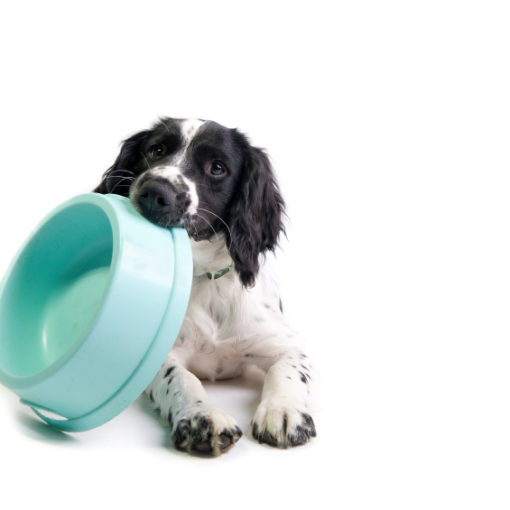 Faut-il humidifier les croquettes pour chien ?