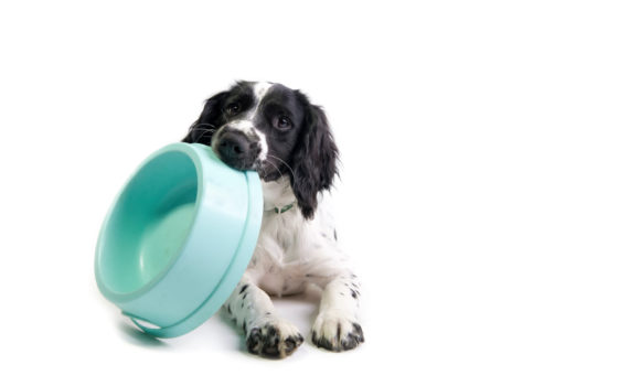 Faut-il humidifier les croquettes pour chien ?