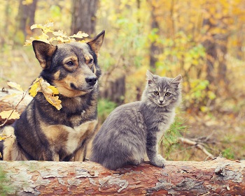 Les effets indésirables des vaccins pour chien et chat