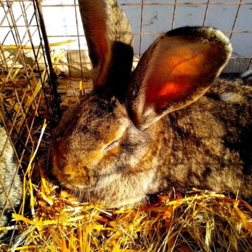 Accueillir un lapin