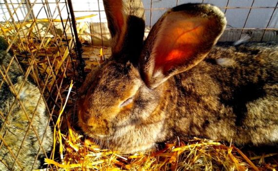 Accueillir un lapin