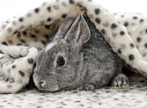 Mon lapin a les urines rouge-orange