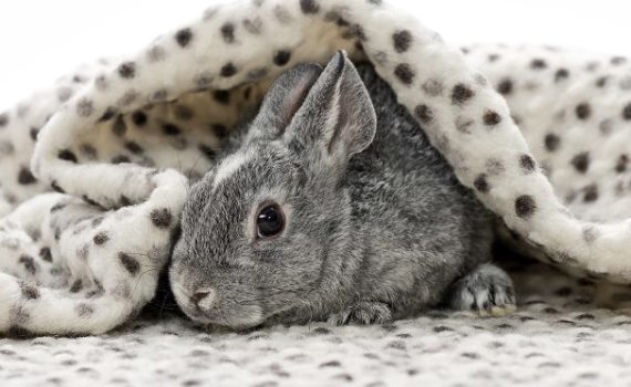 Mon lapin a les urines rouge-orange
