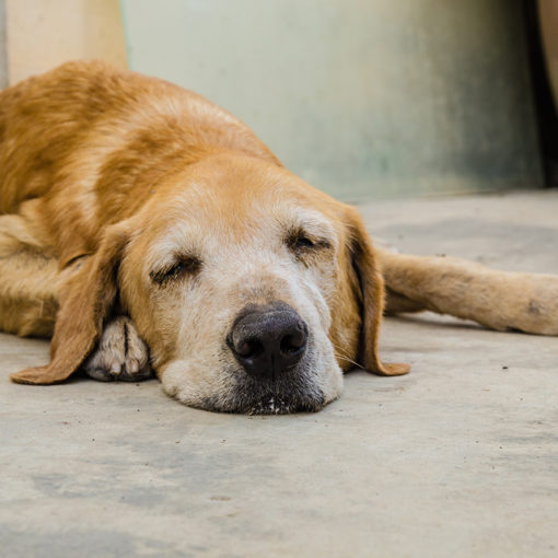 La parvovirose canine