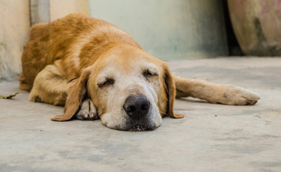 La parvovirose canine