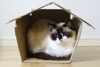 Donner son chat