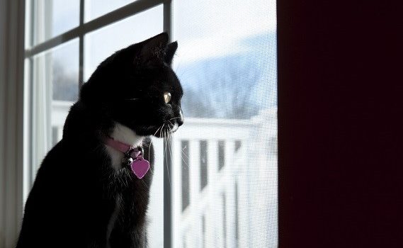 Chat s'ennuie