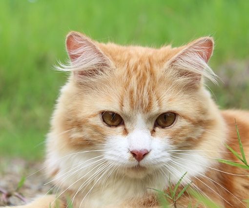 Pancréatite du chat
