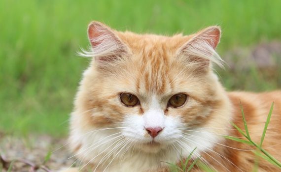 Pancréatite du chat