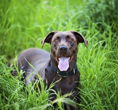 Mon chien a mangé un os