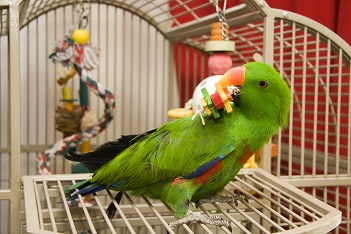 Les aliments toxiques pour les oiseaux