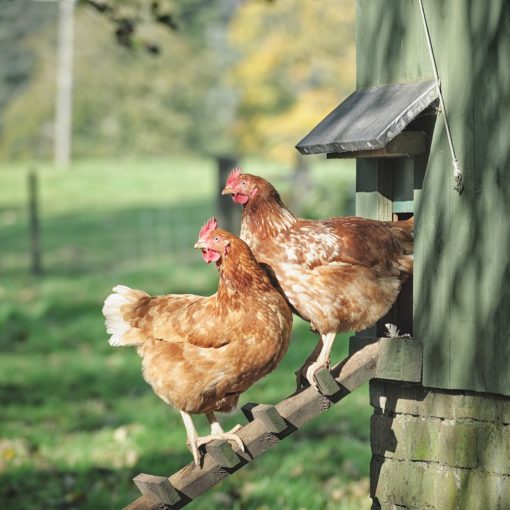 Arrivée d'une nouvelle poule