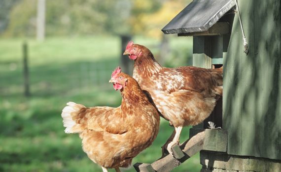 Arrivée d'une nouvelle poule