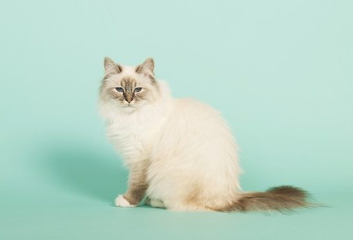 Peut-on donner du lait aux chats ?