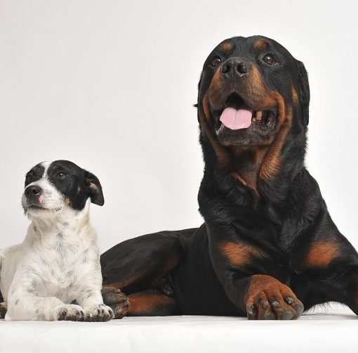 Faut-il changer l'alimentation de son chien après la stérilisation ?