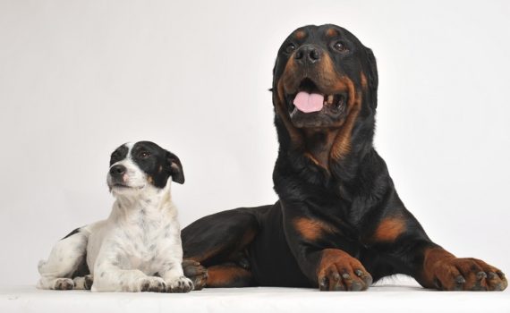 Faut-il changer l'alimentation de son chien après la stérilisation ?