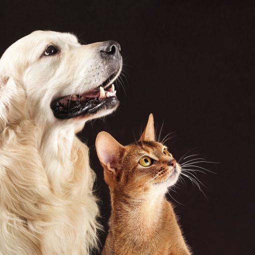 Comment gérer les régimes de plusieurs animaux ?