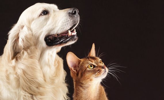 Comment gérer les régimes de plusieurs animaux ?