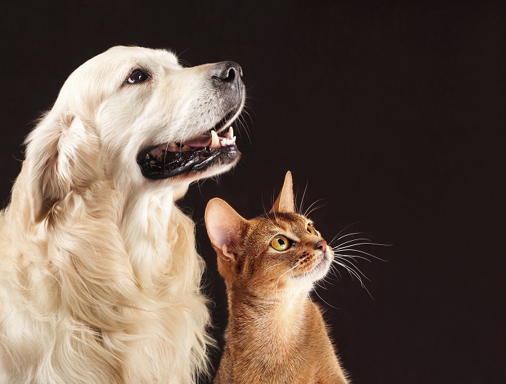Comment gérer les régimes de plusieurs animaux ?