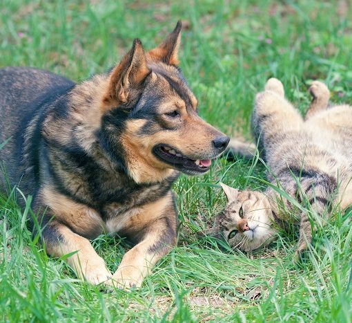 Comment faciliter la perte de poids de son animal ?